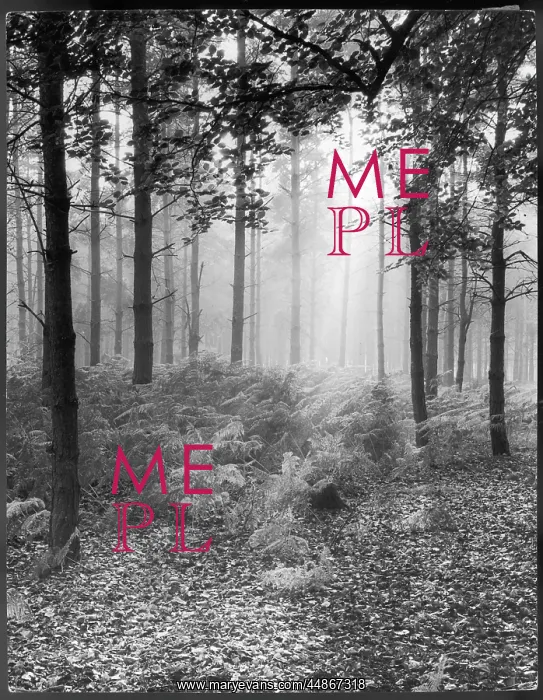: MISTY WOOD 1930S : MISTY WOOD 1930S