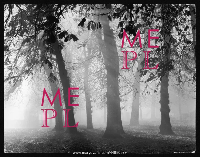 : Misty Woods : Misty Woods