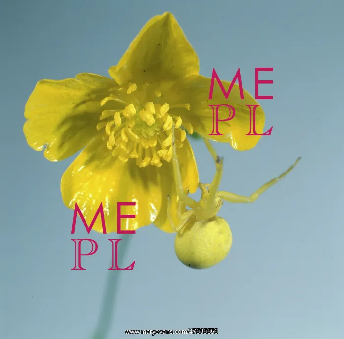 : Misumena vatia, flower spider : Misumena vatia, flower spider