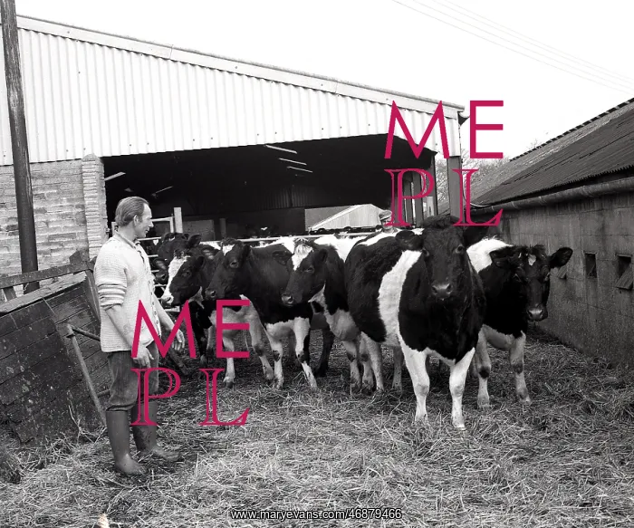  : Mitchell cattle