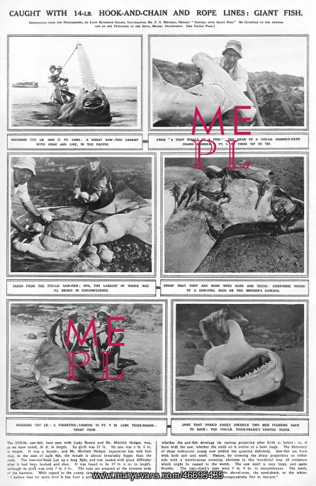 : Mitchell Hedges and Giant Fish, 1923 : Mitchell Hedges and Giant Fish, 1923