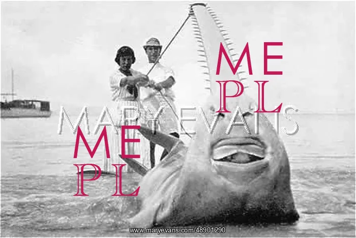: MITCHELL HEDGES & SHARK : MITCHELL HEDGES & SHARK