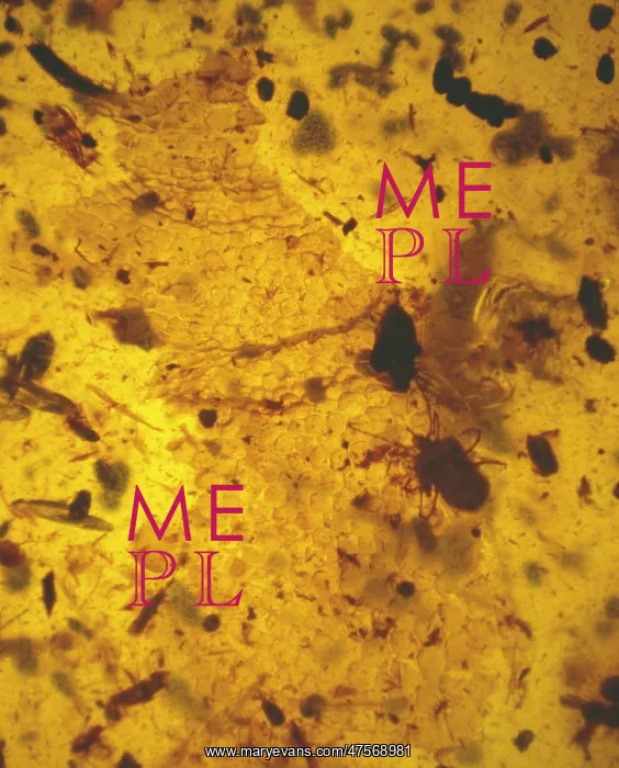 : Mite in amber : Mite in amber