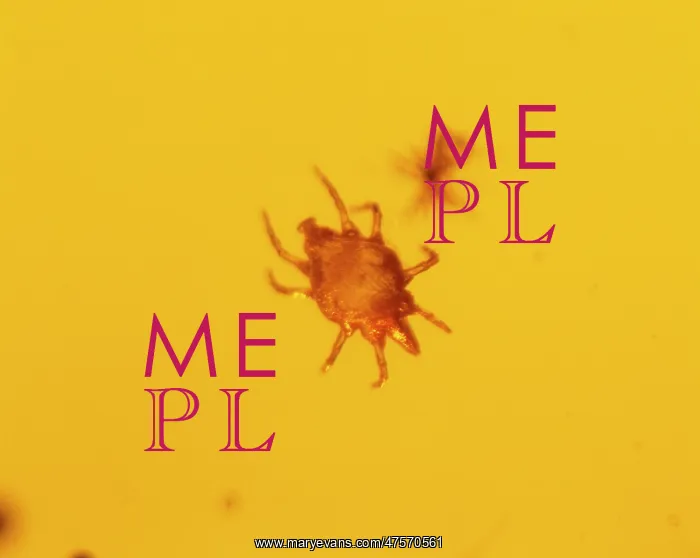  : Mite in baltic amber