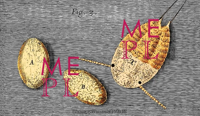 : Mite Eggs, Robert Hooke, Micrographia, 1665 : Mite Eggs, Robert Hooke, Micrographia, 1665