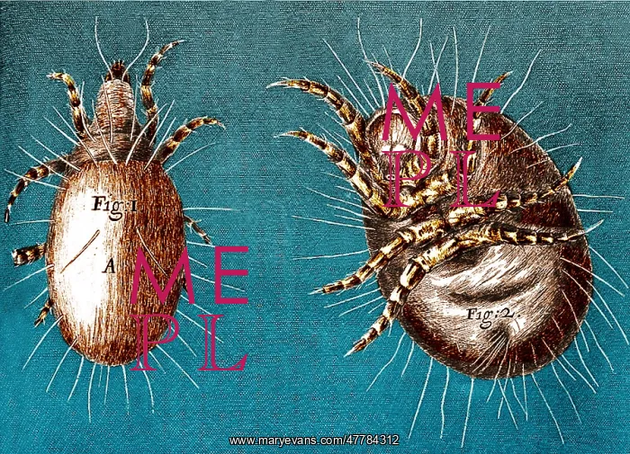 : Mites, Robert Hooke, Micrographia, 1665 : Mites, Robert Hooke, Micrographia, 1665