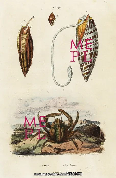 : Mitre shells and green clinging crab : Mitre shells and green clinging crab