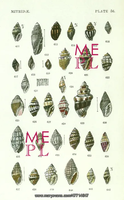 : Mitridae : Mitridae