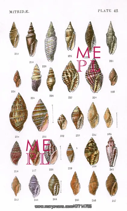  : Mitridae Shells