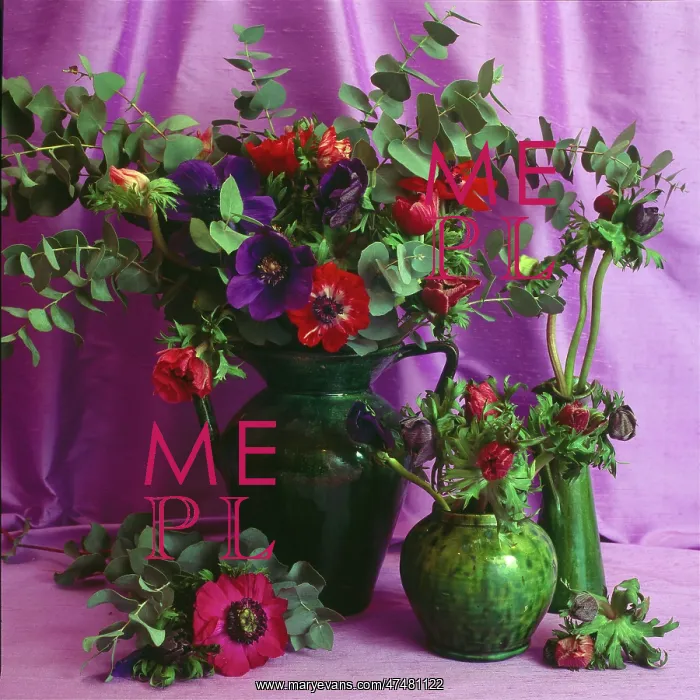 : Mixed Anemones in Green Pots : Mixed Anemones in Green Pots