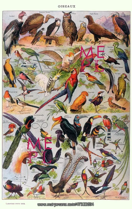  : MIXED BIRDS