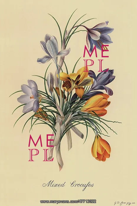  : Mixed Crocuses