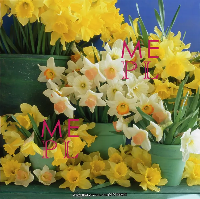 : Mixed daffodils in four green pot : Mixed daffodils in four green pot