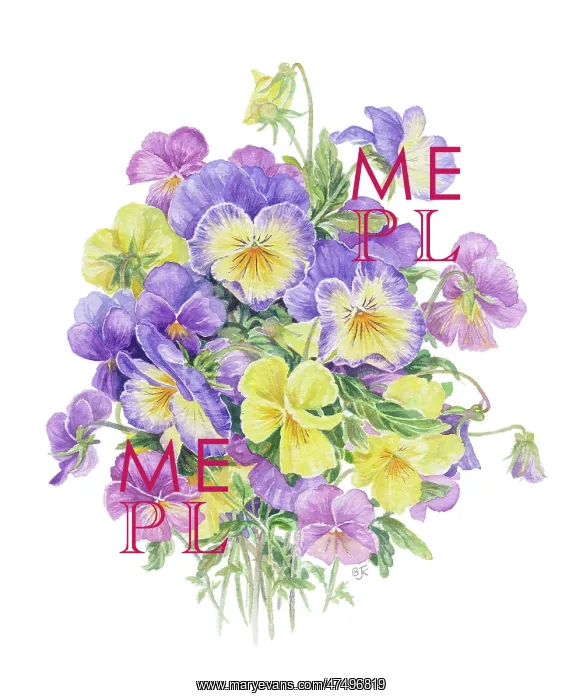  : Mixed Pansies