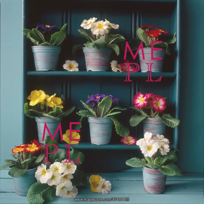 : Mixed Polyanthus ' in blue pots : Mixed Polyanthus ' in blue pots