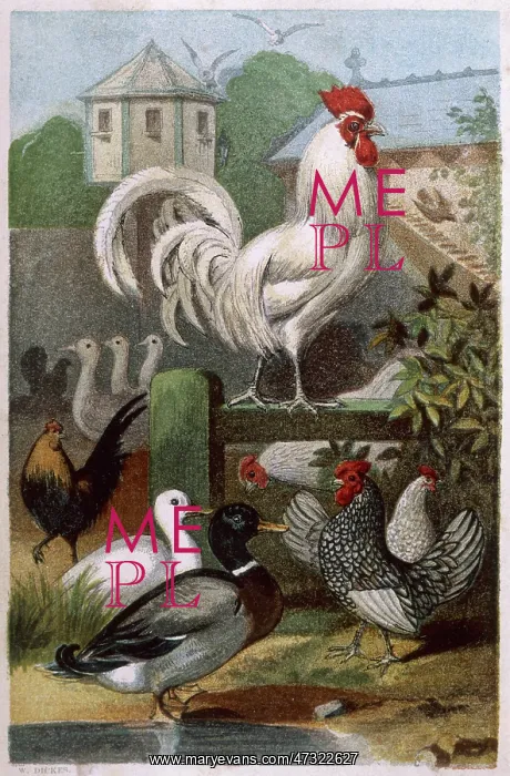 : Mixed Poultry (Beeton) : Mixed Poultry (Beeton)