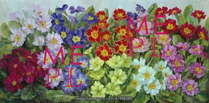  : Mixed Primulas ' red, yellow, pink etc