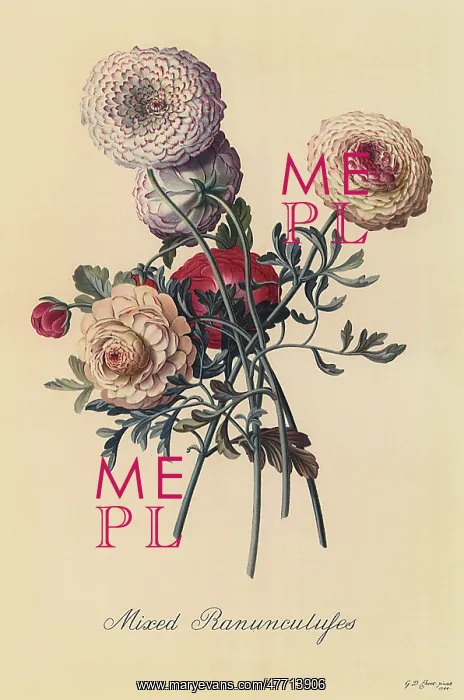  : Mixed Ranunculuses