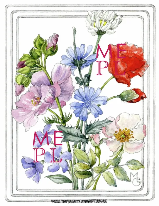 : Mixed Summer Flowers : Mixed Summer Flowers
