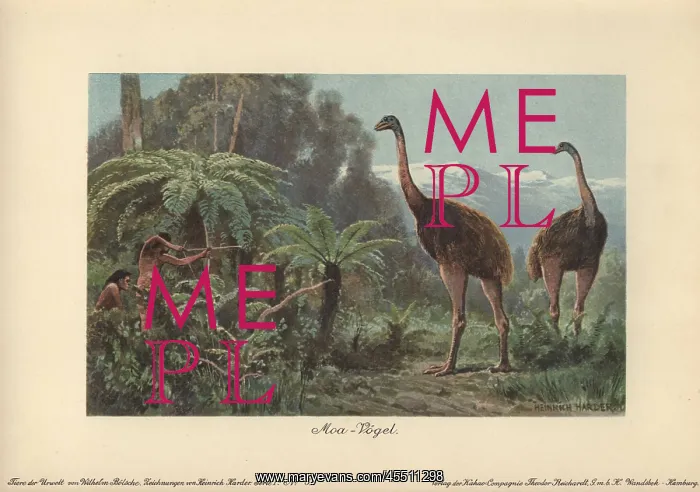 : Moa birds, Dinornis robustus, being hunted : Moa birds, Dinornis robustus, being hunted
