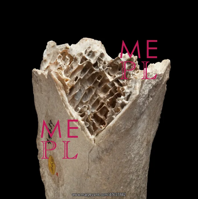 : Moa bone fragment : Moa bone fragment