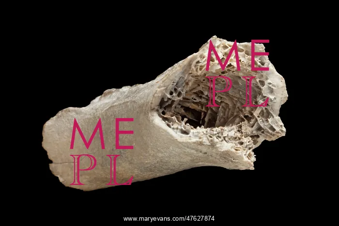 : Moa bone fragment : Moa bone fragment