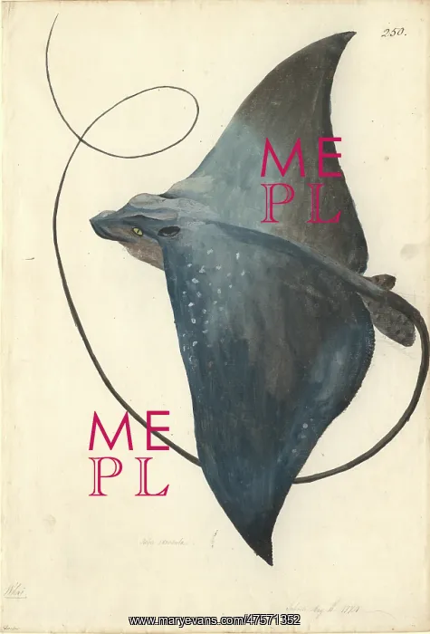 : Mobula mobular, devilfish : Mobula mobular, devilfish