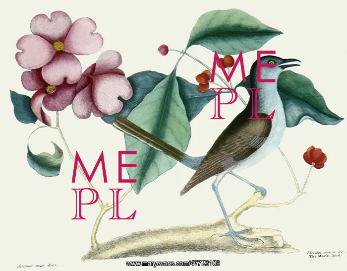  : The Mock-Bird