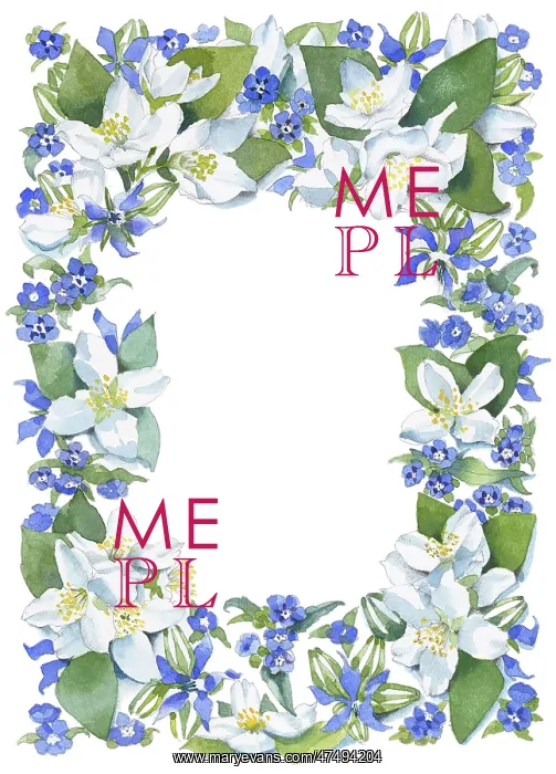 : Mock Orange and Borage border