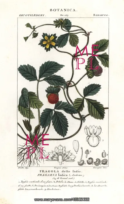 : Mock strawberry, Potentilla indica : Mock strawberry, Potentilla indica