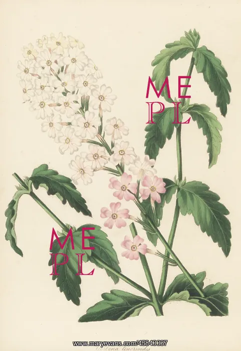: Mock vervain, Glandularia platensis : Mock vervain, Glandularia platensis