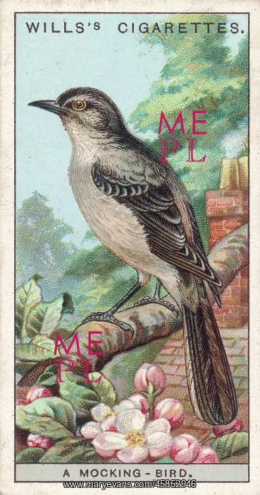  : MOCKING BIRD