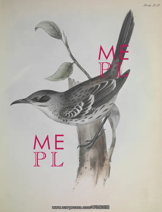 : Mocking bird : Mocking bird