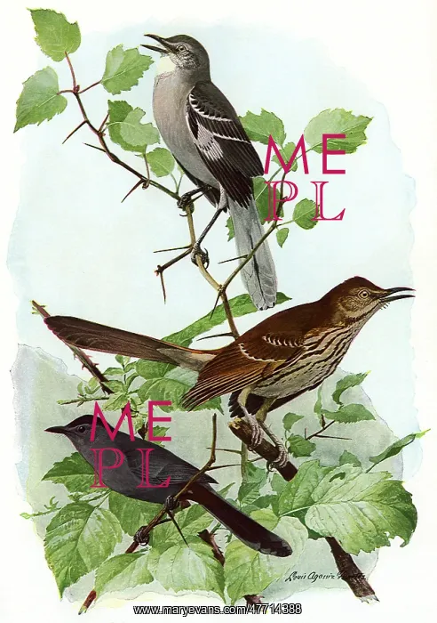 : Mockingbird, Others : Mockingbird, Others
