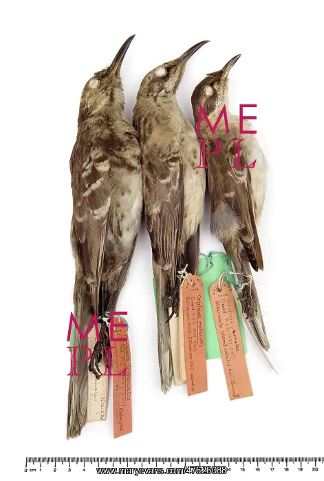 : Mockingbirds : Mockingbirds