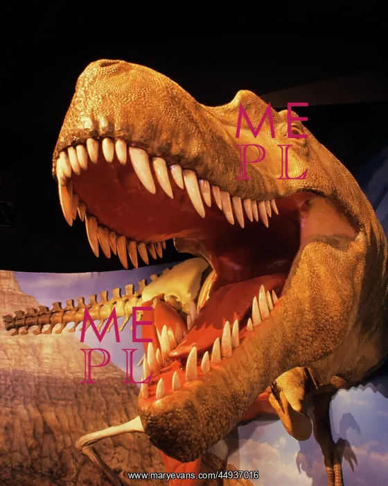 : Model of Albertosaurus Dinosaur at Academy of : Model of Albertosaurus Dinosaur at Academy of