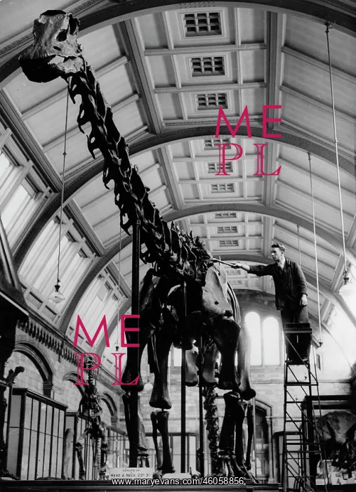: Model of a dinosaur : Model of a dinosaur