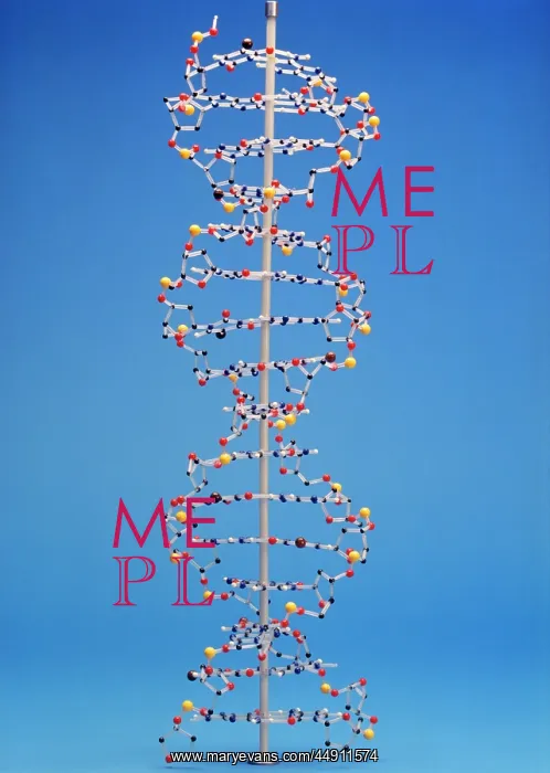 : Model of Dna Molecule : Model of Dna Molecule