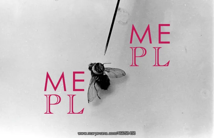 : Model fly for use in spying : Model fly for use in spying