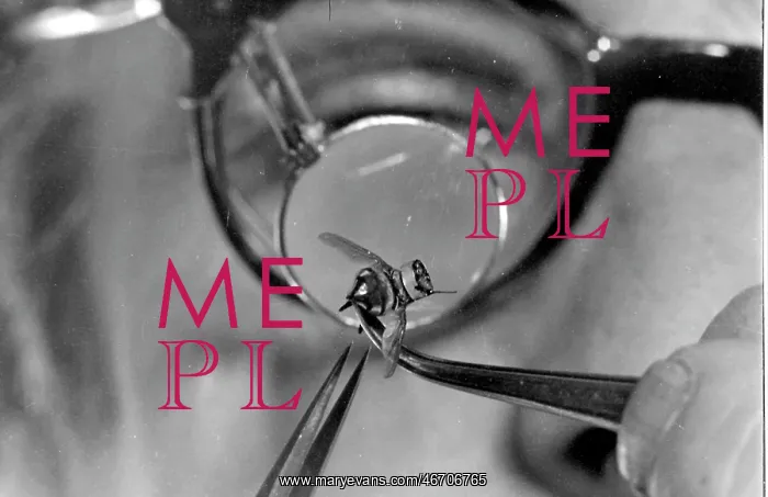 : Model fly for use in spying : Model fly for use in spying