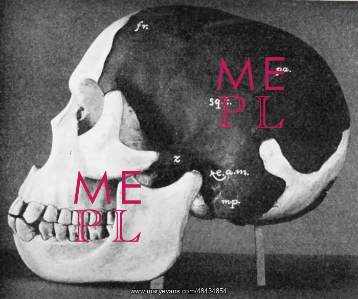 : Model of skull of Piltdown man (Eanothropus dawsoni) : Model of skull of Piltdown man (Eanothropus dawsoni)