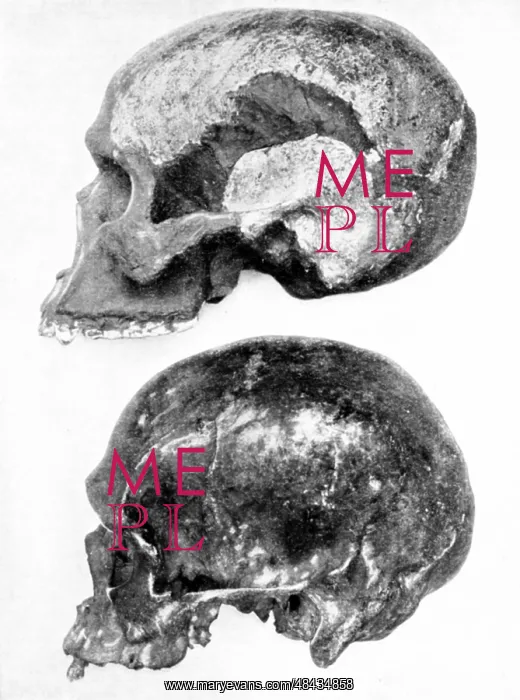 : Model of skull of Piltdown man (Eanothropus dawsoni) : Model of skull of Piltdown man (Eanothropus dawsoni)