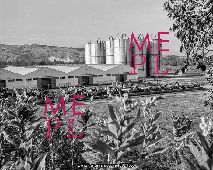 : Modern cattle farm : Modern cattle farm
