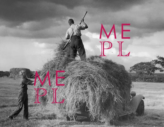 : MODERN HAYMAKING / 1950 : MODERN HAYMAKING / 1950