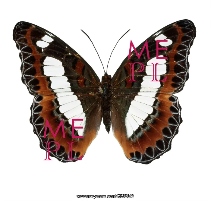 : Moduza nuydai, butterfly : Moduza nuydai, butterfly