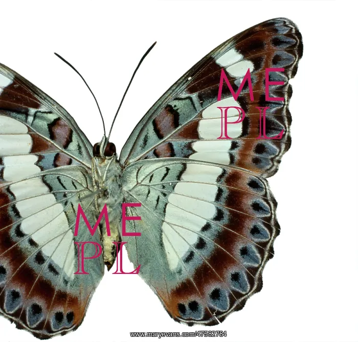 : Moduza nuydai, butterfly : Moduza nuydai, butterfly