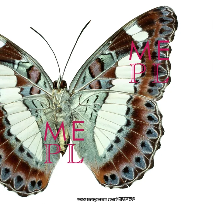 : Moduza nuydai, butterfly : Moduza nuydai, butterfly