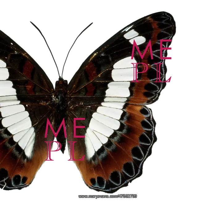 : Moduza nuydai, butterfly : Moduza nuydai, butterfly
