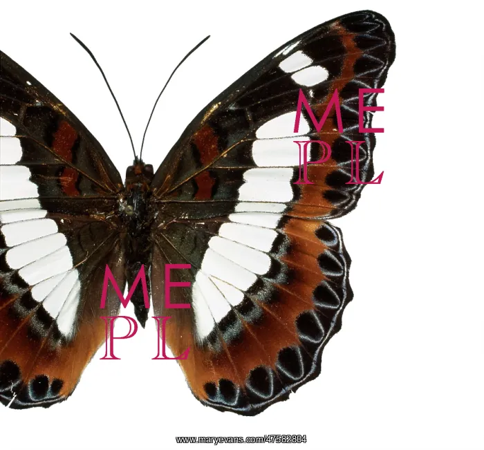 : Moduza nuydai, butterfly : Moduza nuydai, butterfly