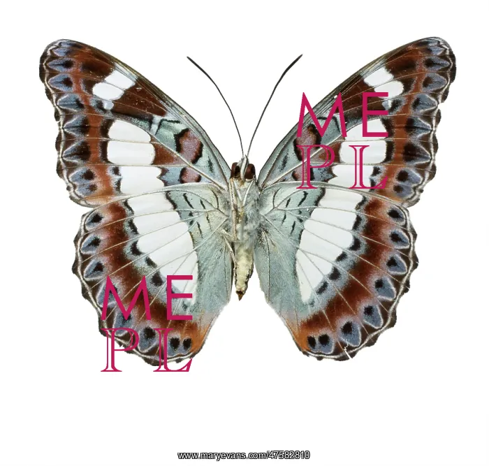 : Moduza nuydai, butterfly : Moduza nuydai, butterfly